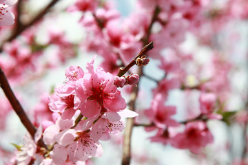 Obraz premium luxurious peach blossoms in spring