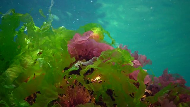 Red, green and brown algae on the seabed in the Black Sea (Porphyra,  Enteromorpha, Ulva). Underwater landscape in the Black Sea.