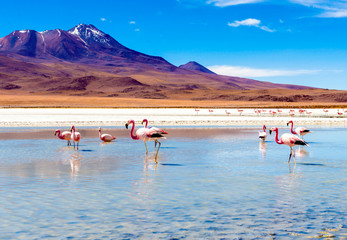 Flamingos at Colorado lagoon - obrazy, fototapety, plakaty
