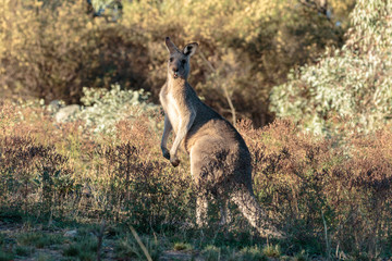 An Eastern Grey Kangaroo at Red Hill Nature Reserve, Canberra, ACT, Australia on a morning in April 2019