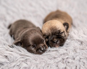 Fototapeta na wymiar Little chihuahua breed puppies on coverlet