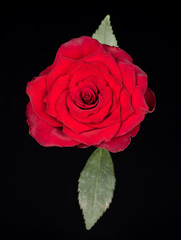 Fresh red rose