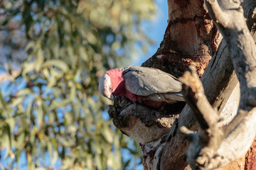 A Galah chewing at a hollow in a tree at Red Hill Nature Reserve, Canberra, Australia on a morning in April 2019