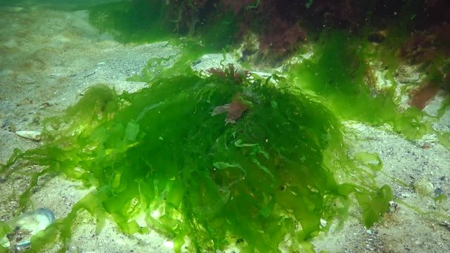 Red, green and brown algae on the seabed in the Black Sea (Porphyra,  Enteromorpha, Ulva). Underwater landscape in the Black Sea.