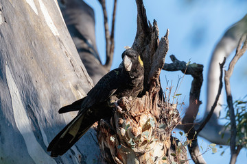 A group of Yellow-tailed Black Cockatoos eating and calling at Red Hill Nature Reserve, Australia...