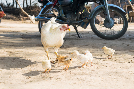 a female white hen feeding its little chicks.