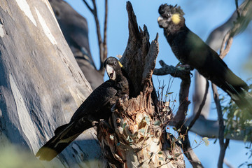 A group of Yellow-tailed Black Cockatoos eating and calling at Red Hill Nature Reserve, Australia on a morning in April 2019