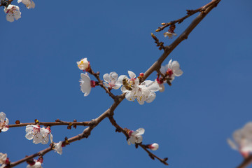 Bee on apricot tree flower on clean blue background