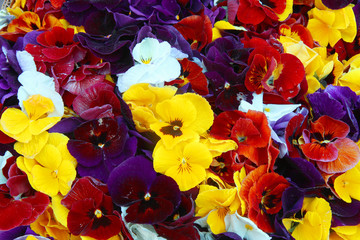 mixed pansies in garden . Colorful pansy flowers