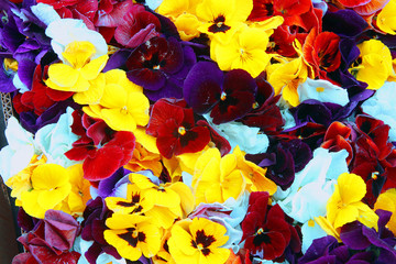 Colorful background from flower pansy.Background from flower