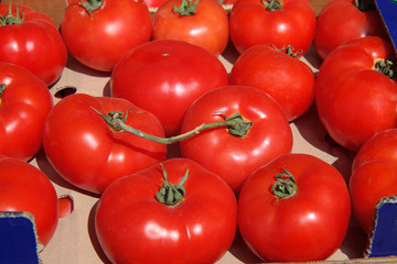  Background of many of juicy ripe red tomatoes