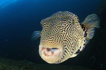Puffer fish pufferfish 