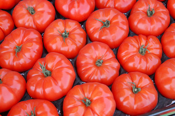  red tomatoes background. Group of tomatoes