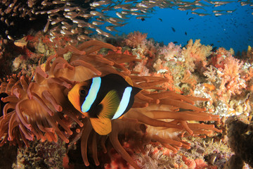 Underwater coral reef and fish 
