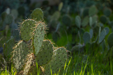 Big cactus field under the sun light and shadow
