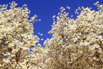 Beautiful spring background with lovely white magnolia blossom. Springtime concept. 