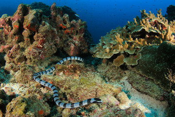 Banded Sea Krait (Snake)	
