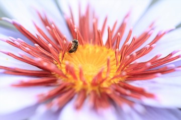 Closeup image of purple waterlily pollen