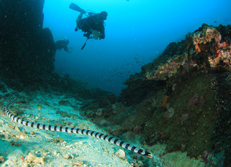 Scuba diver and Banded Sea Krait (Snake) 