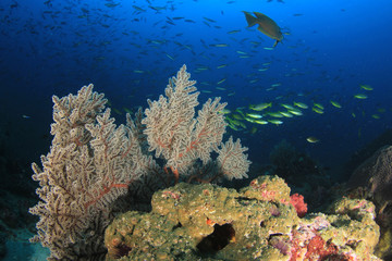 Obraz na płótnie Canvas Underwater coral reef and fish 