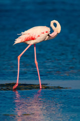Greater Flamingo. Blue water background. İzmir Turkiye.