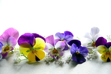 hintergrund blume bunt stiefmütterchen schlicht