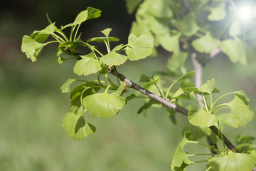 Ginko biloba. Young Ginko biloba tree with leaves. Ginko biloba leaf. Floral pattern. Smart herbal concept. Close up. Copy space. 