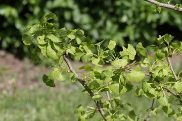 Ginko biloba. Young Ginko biloba tree with leaves. Ginko biloba leaf. Floral pattern. Smart herbal concept. Close up. Copy space. 