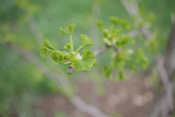 Ginko biloba. Young Ginko biloba tree with leaves. Ginko biloba leaf. Floral pattern. Smart herbal concept. Close up. Copy space. 