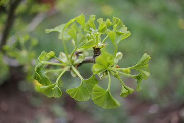 Ginko biloba. Young Ginko biloba tree with leaves. Ginko biloba leaf. Floral pattern. Smart herbal concept. Close up. Copy space. 