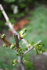 Ginko biloba. Young Ginko biloba tree with leaves. Ginko biloba leaf. Floral pattern. Smart herbal concept. Close up. Copy space. 