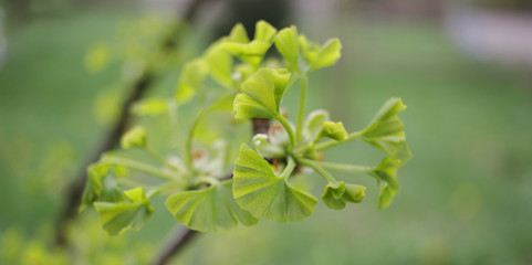 Ginko biloba. Young Ginko biloba tree with leaves. Ginko biloba leaf. Floral pattern. Smart herbal concept. Close up. Copy space. 