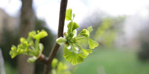 Ginko biloba. Young Ginko biloba tree with leaves. Ginko biloba leaf. Floral pattern. Smart herbal concept. Close up. Copy space. 