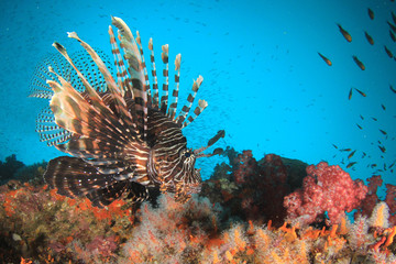 Fototapeta na wymiar Lionfish fish on coral reef 