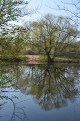 Fototapeta na wymiar Spiegelung Baum im Wasser - Frühling
