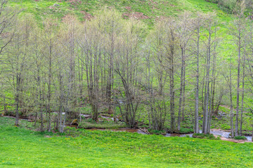 Petit ruisseau au fond d'un vallon