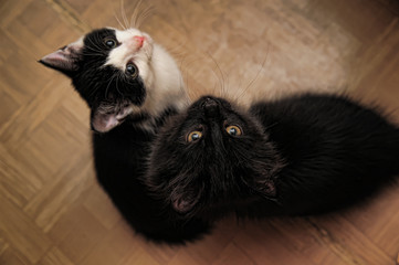 two kittens sitting on the floor look up
