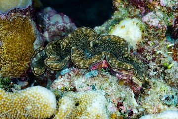 Giant clam Tridacna gigas