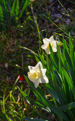 Obraz premium Yellow and white daffodils at city park