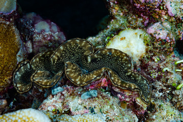 Giant clam Tridacna gigas
