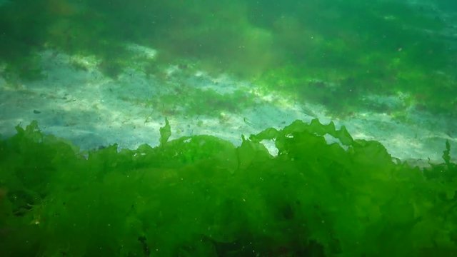 Underwater landscape. Diver touches hands green algae Enteromorpha sp. growing on a stone in the Black Sea