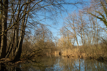 Trees by the lake