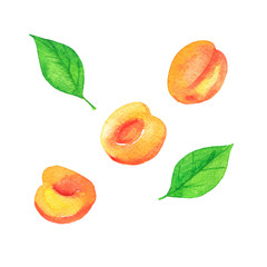 Set of fresh apricots and green leaves isolated on white background. Hand drawn watercolor illustration.