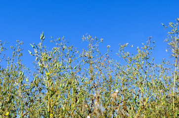 Grass against blue sky