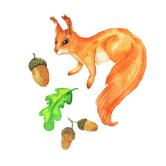 Cute red fluffy watercolor squirrel with acorns and green leaves isolated on white background. Hand drawn watercolor illustration.