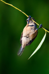 Cute little bird. Common bird: Eurasian Penduline Tit. Remiz pendulinus. Green nature background.
