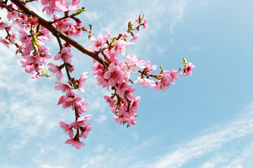 luxurious peach blossoms in spring