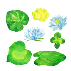 Set of wild lake flowers and leaves isolated on white background. Hand drawn watercolor illustration.