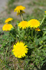 Yellow dandelions near a road. Spring vibes. Summer
