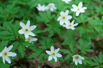 White anemones in a forest. Spring vibes
